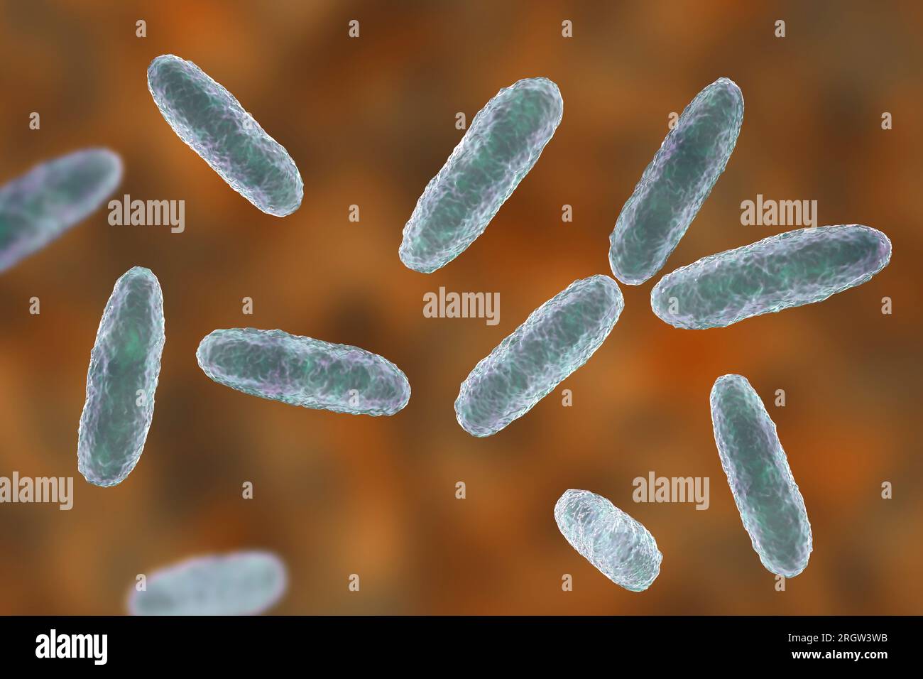 Klebsiella bacteria, illustration Stock Photo - Alamy
