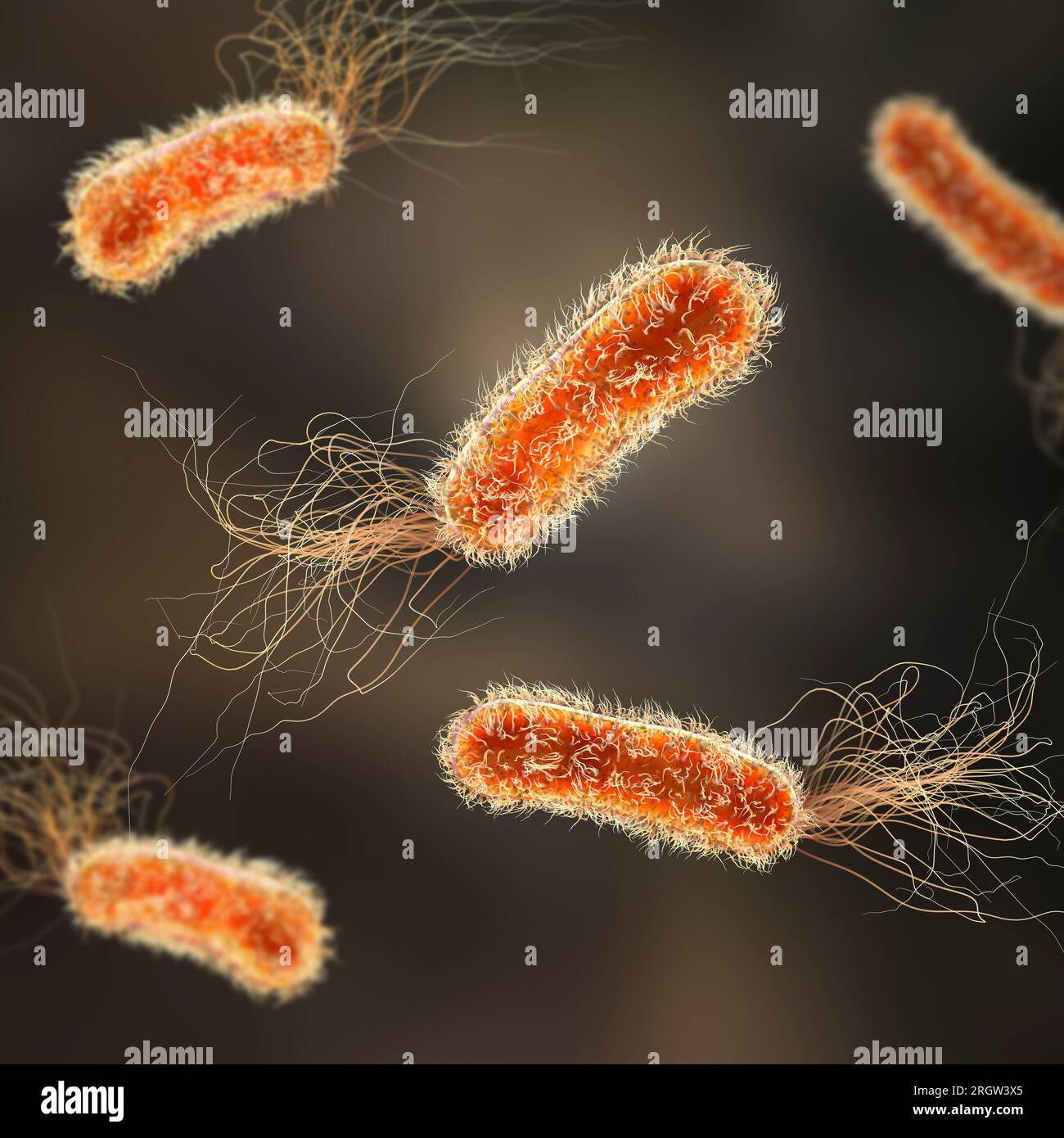 Pseudomonas Aeruginosa Bacteria Illustration Stock Photo Alamy