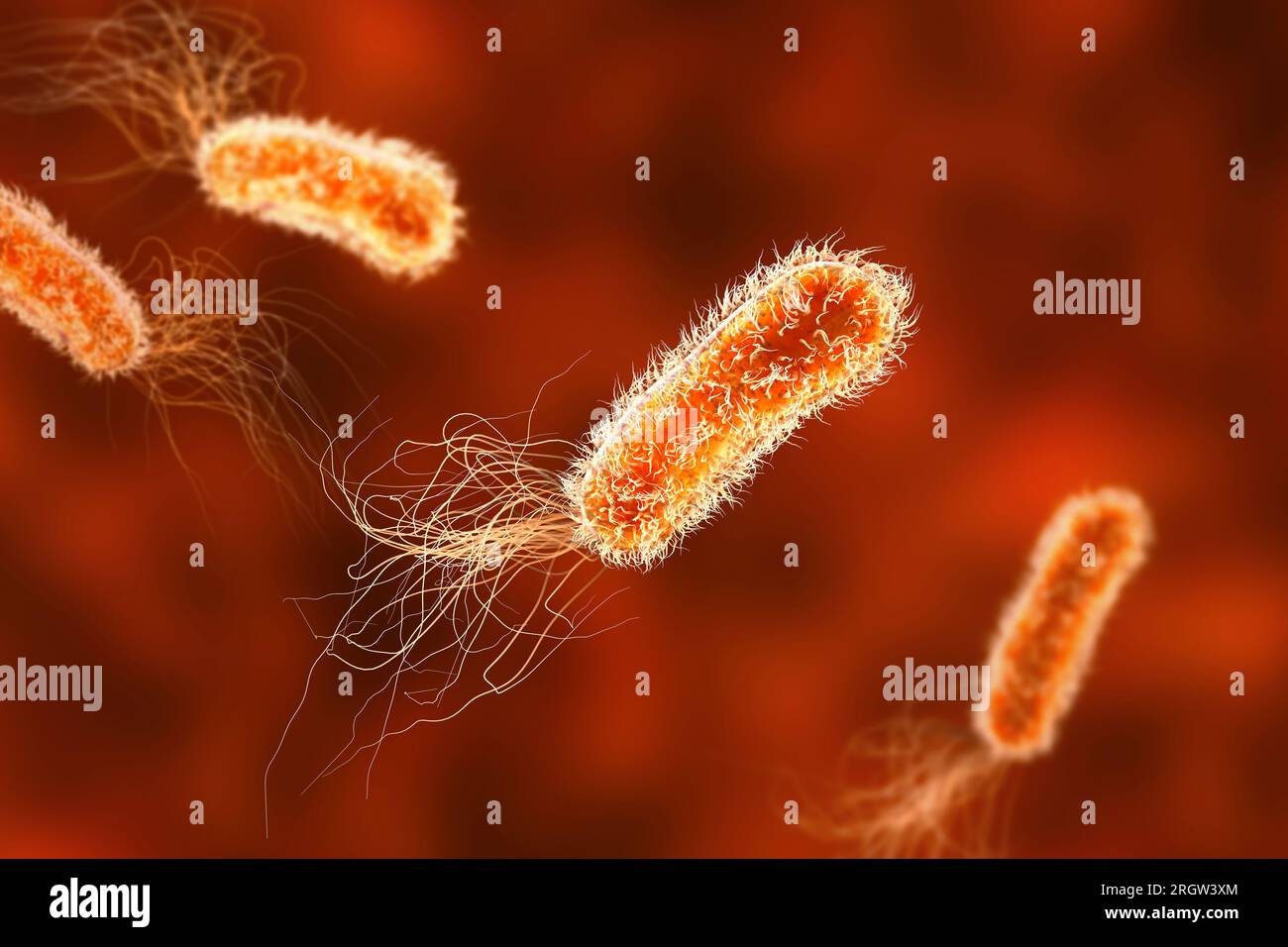 Pseudomonas aeruginosa bacteria, illustration Stock Photo Alamy