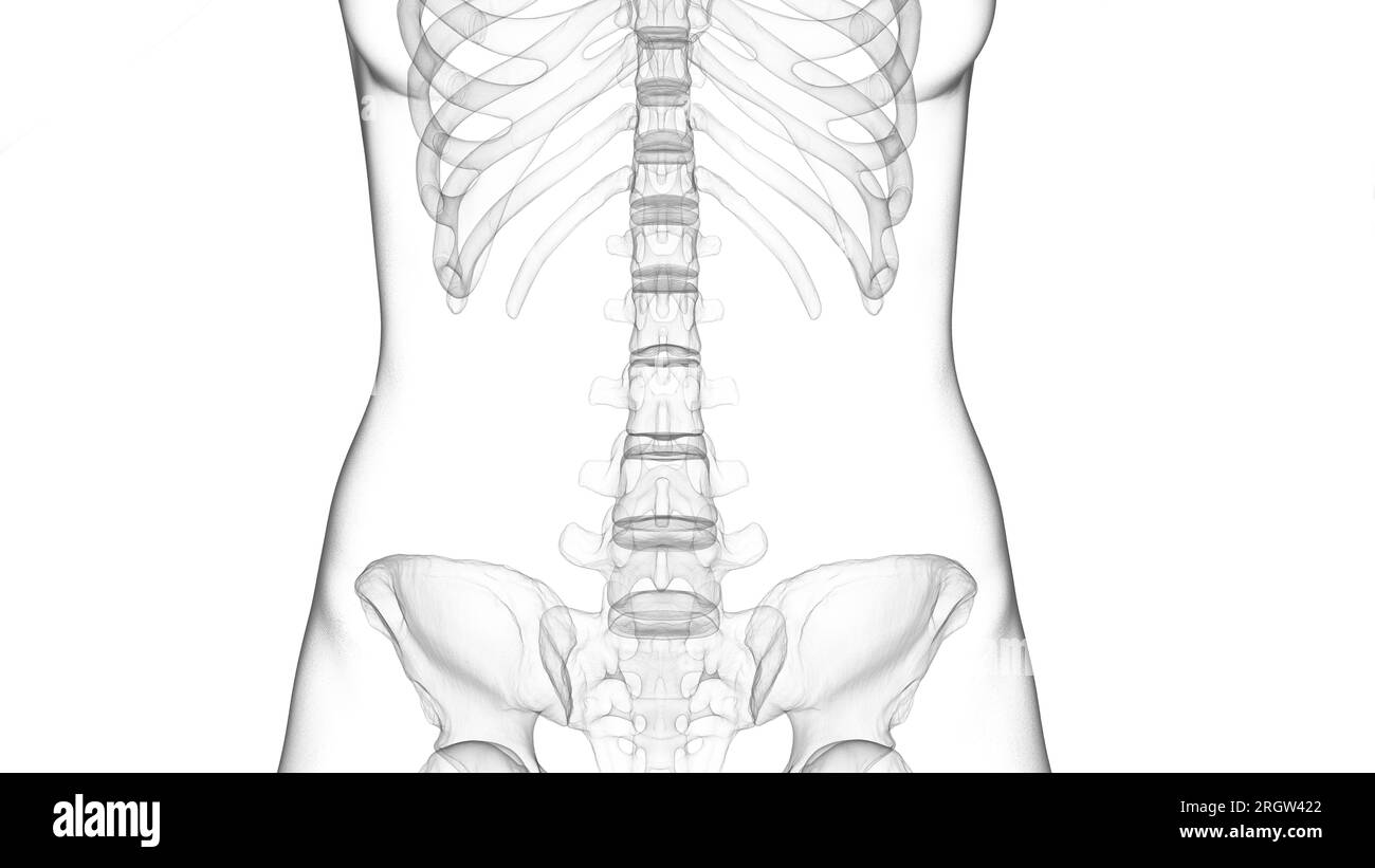 Skeletal system, illustration Stock Photo