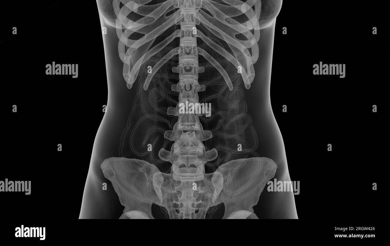 Skeletal system, illustration Stock Photo