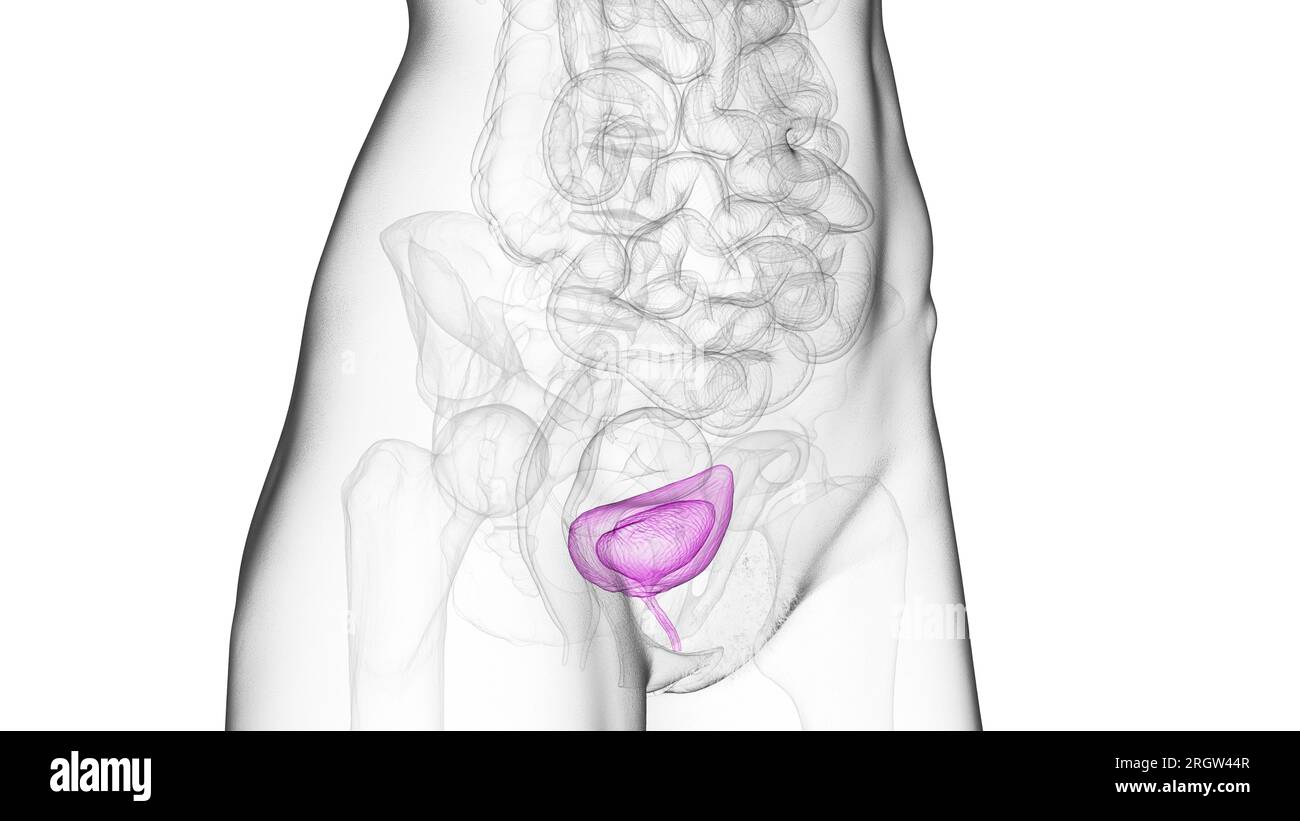 Urinary bladder and urethra, illustration Stock Photo - Alamy