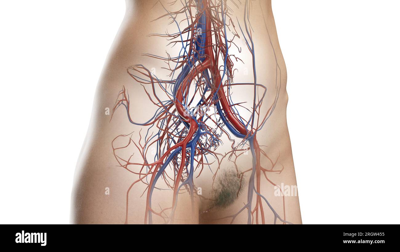 Circulatory system of the abdomen and pelvis, illustration Stock Photo