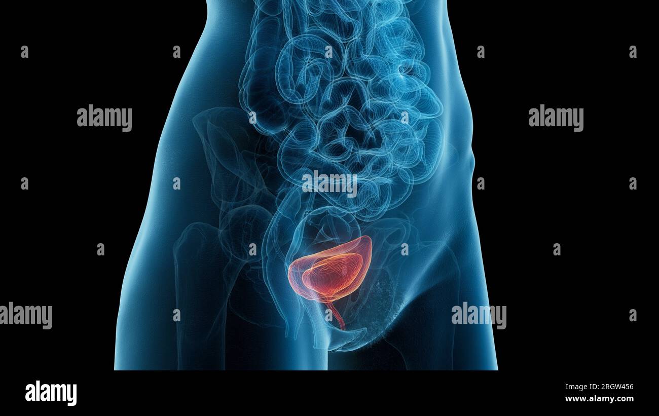 Urinary bladder and urethra, illustration Stock Photo