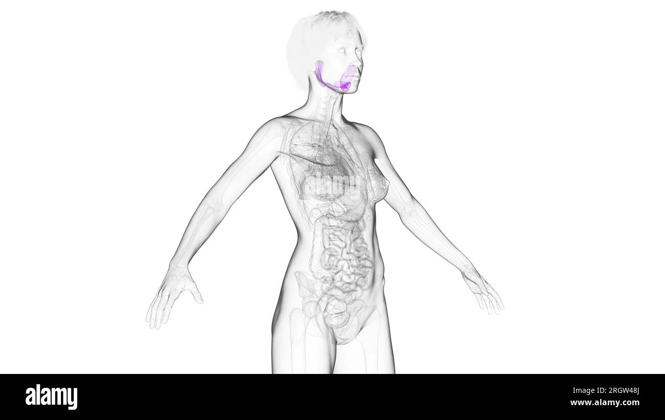 Salivary glands, illustration Stock Photo