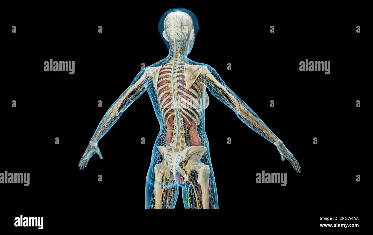 Body systems, illustration Stock Photo - Alamy