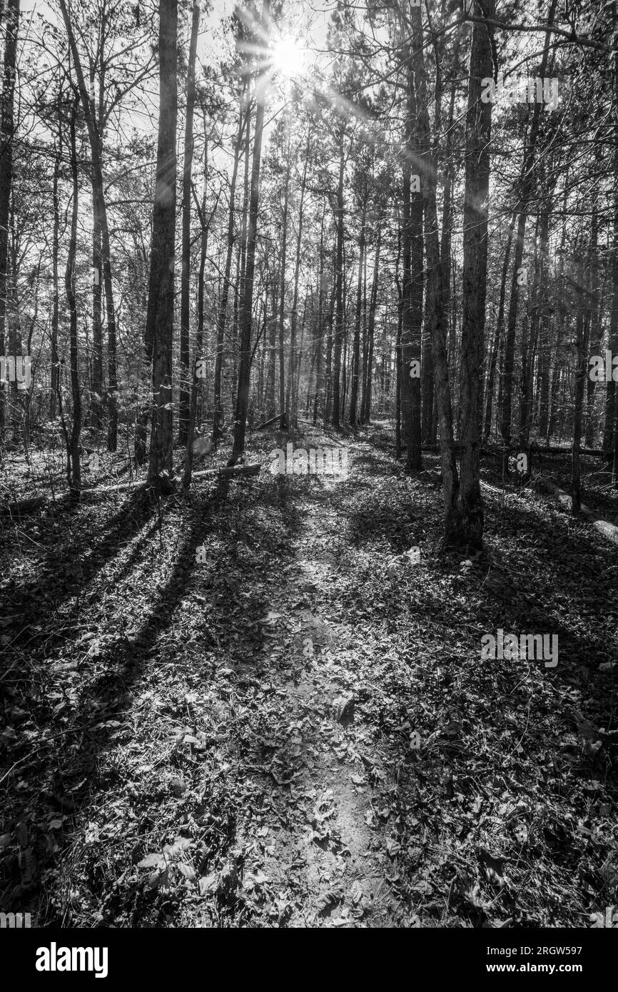 Fall at Pedestal Rock Scenic Area in Witts Springs, Arkansas Stock