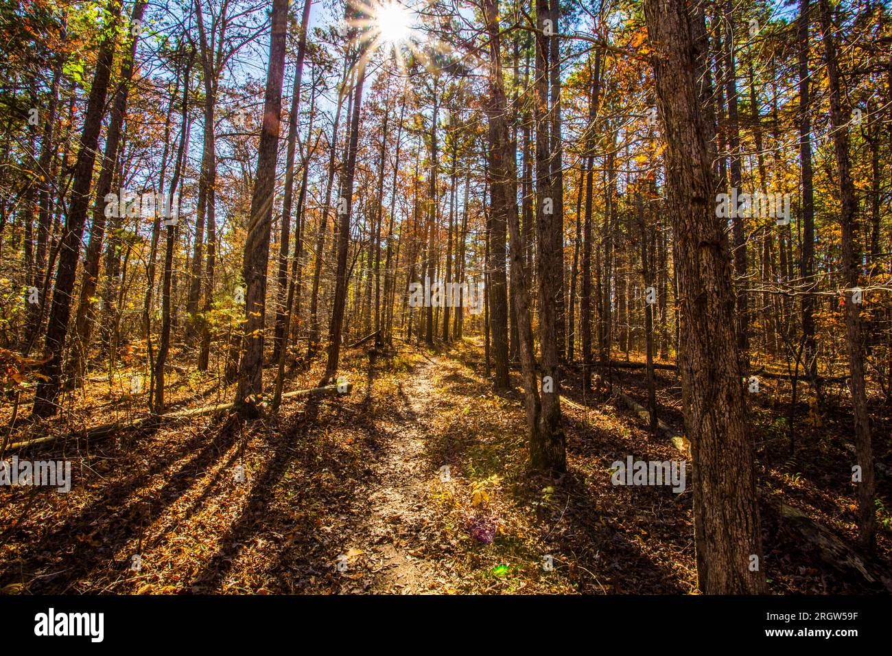 Fall at Pedestal Rock Scenic Area in Witts Springs, Arkansas Stock