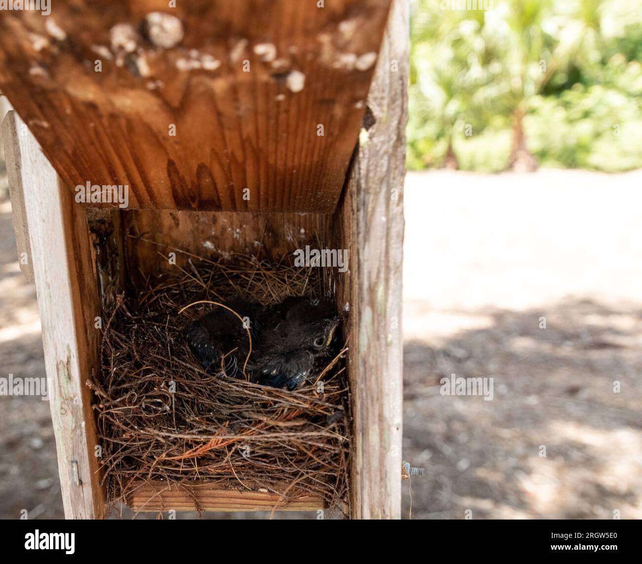 Hatchling eastern bluebirds Sialia sialis in a birdhouse nest box in
