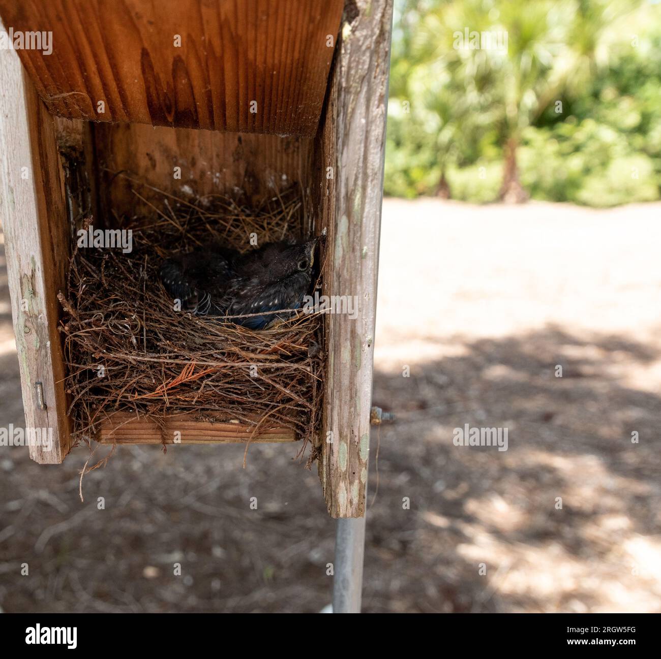 Hatchling eastern bluebirds Sialia sialis in a birdhouse nest box in