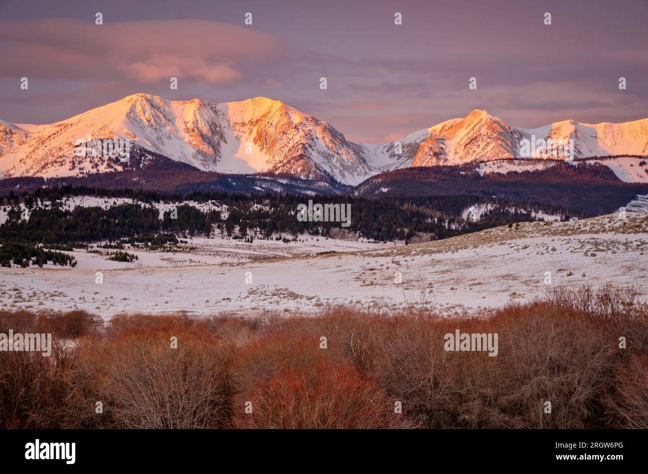 First light on the Bridger Mountains in winter and colorful shrubs