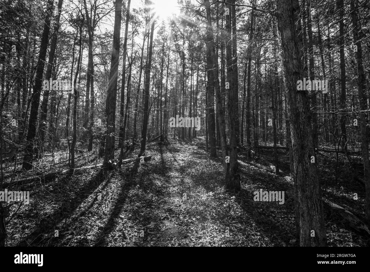 Fall at Pedestal Rock Scenic Area in Witts Springs, Arkansas Stock