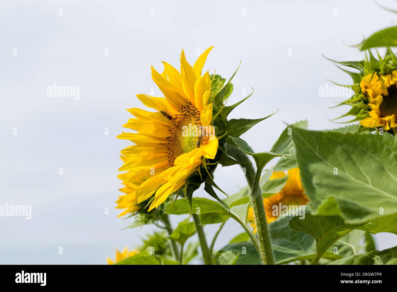 one flower of a beautiful yellow annual sunflower in the field, farming ...