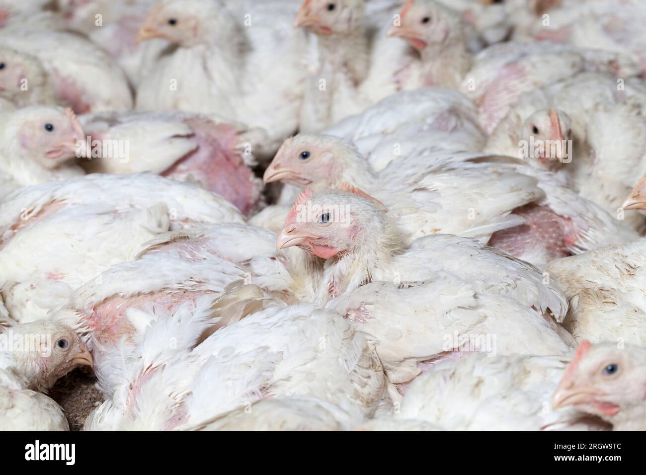 chicks of white broiler chicken at a poultry farm, raised to generate ...