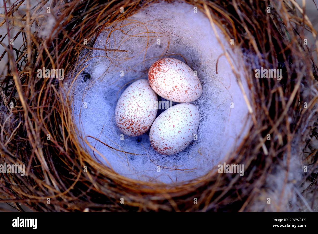 Three eggs in a nest of Noisy Mynah in Adelaide Australia Stock Photo