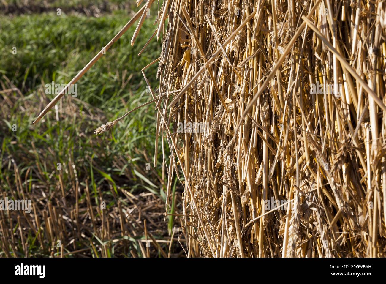 crops on agricultural land, farming for profit and food production
