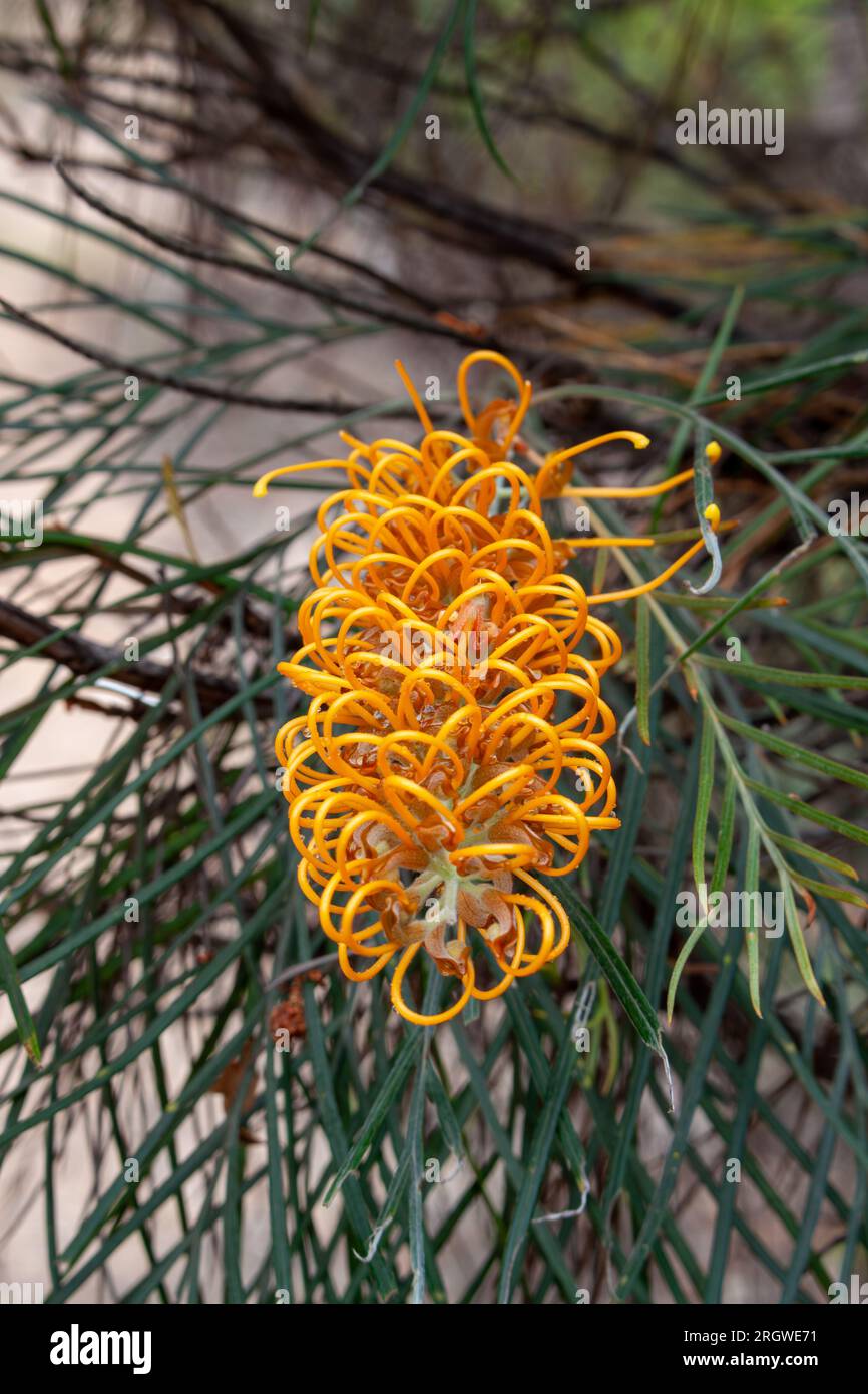 Grevillea flower, yellow, Herberton, Australia Stock Photo Alamy
