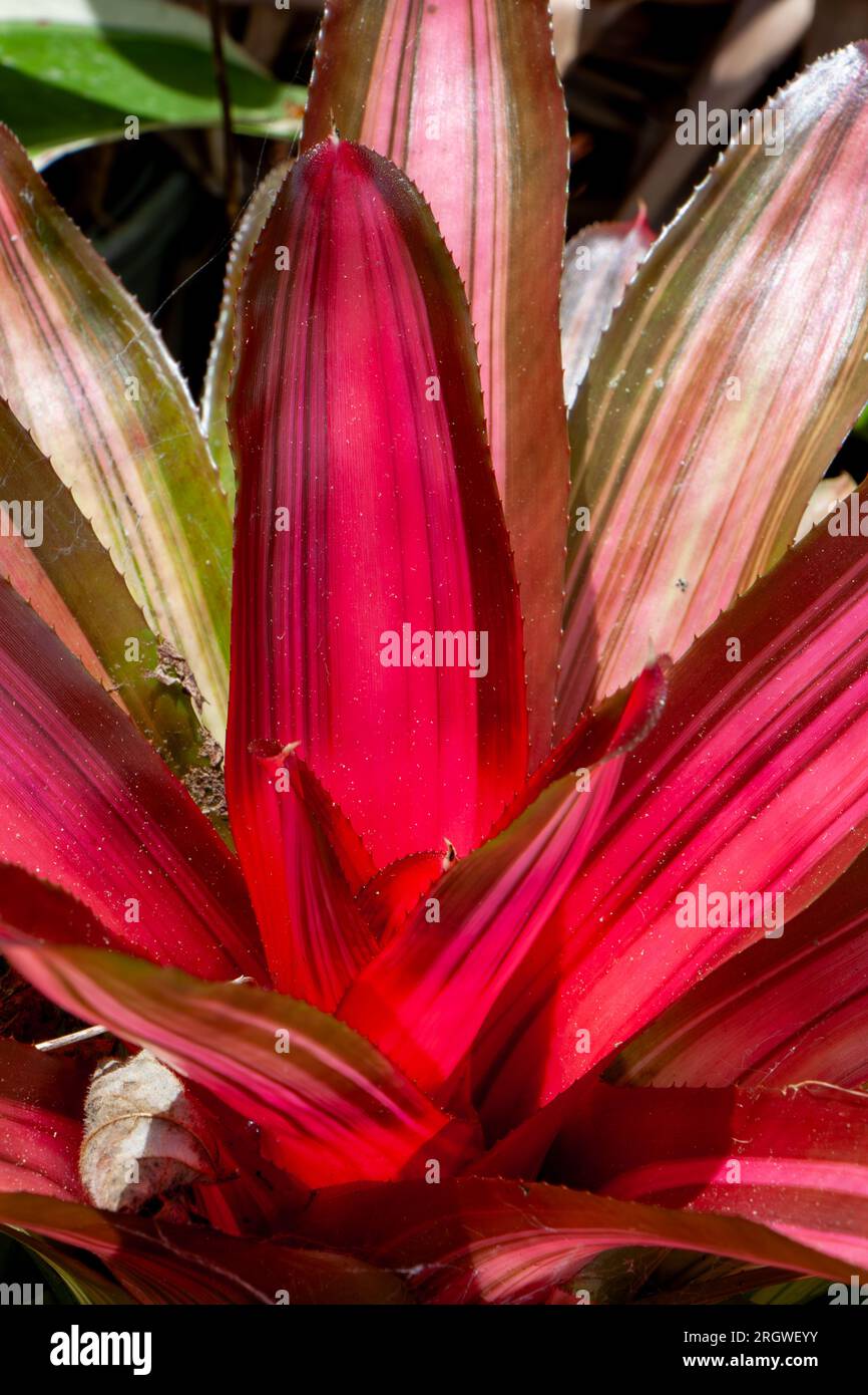 Cordyline, rubra, Cultivated,, Malanda, Australia. Stock Photo