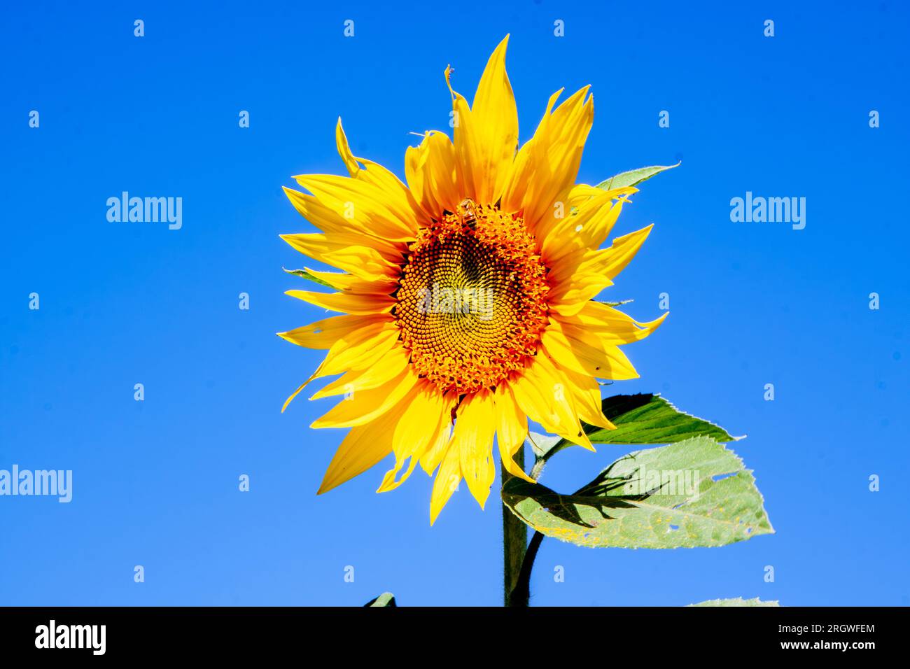 Sunflower, Helianthus annuus,, Cultivation, Tolga, Australia. Stock Photo