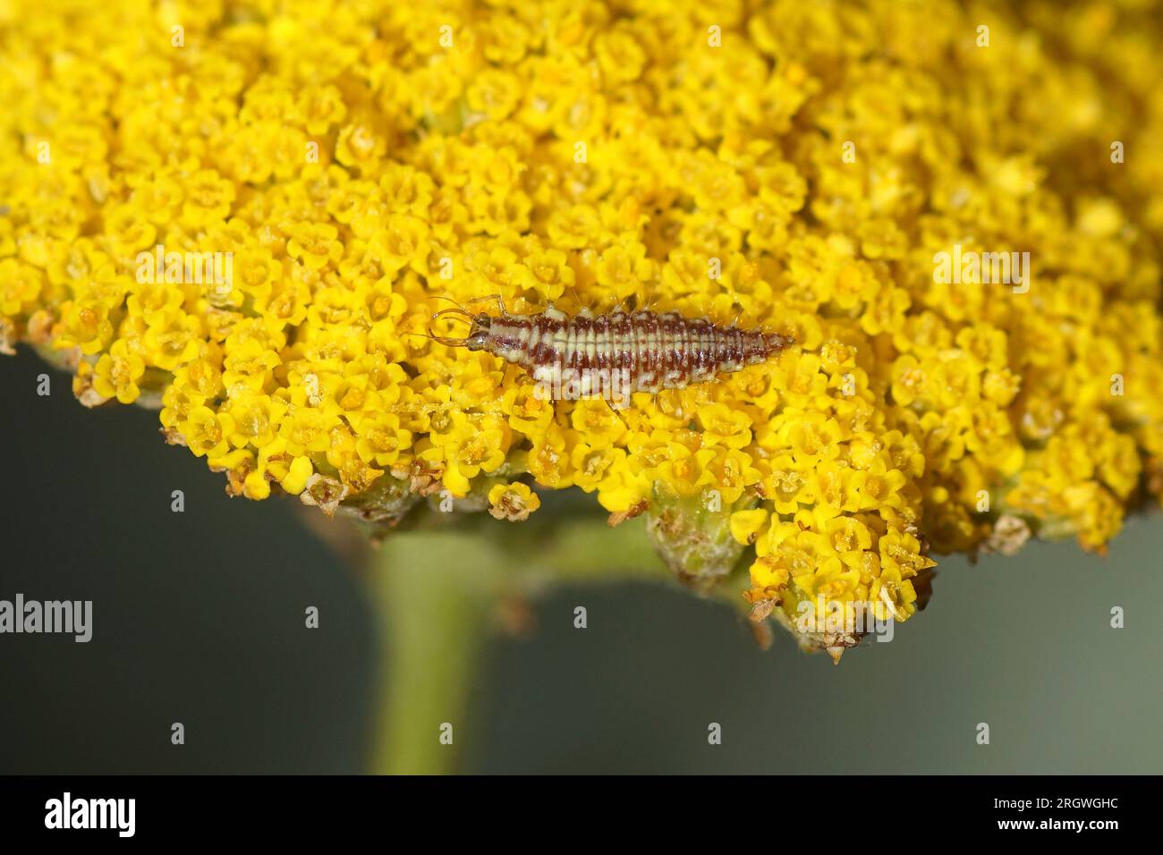 Larva, nymph of Green lacewing (Chrysoperla carnea) looking for prey on the yellow flowers of thousand-leaf, yarrow (Achillea filipendulina 'Cloth of Stock Photo