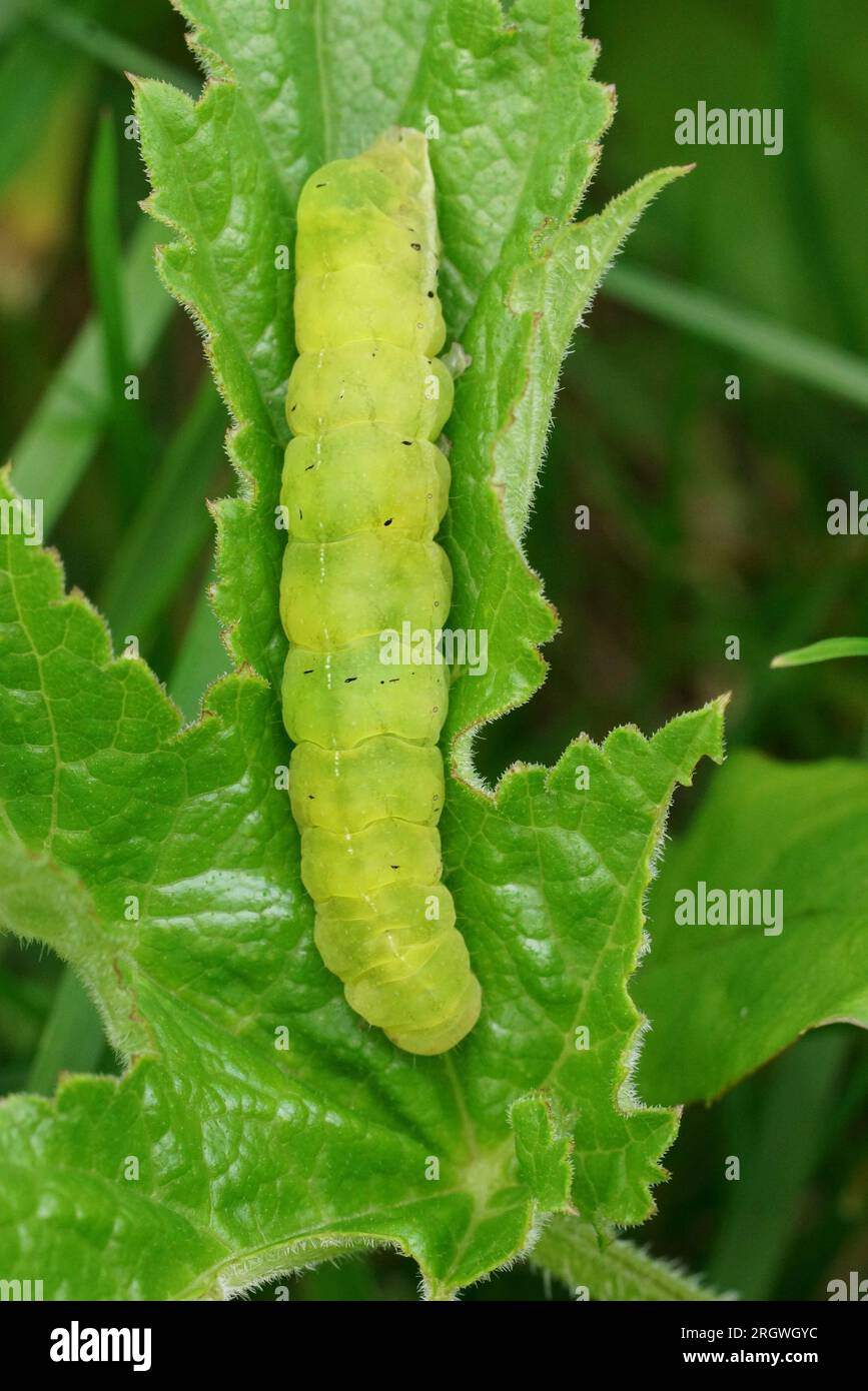Natural vertical closeup on the large green caterpillar of the Angle Shades owlet moth, Phlogophora meticulosa Stock Photo