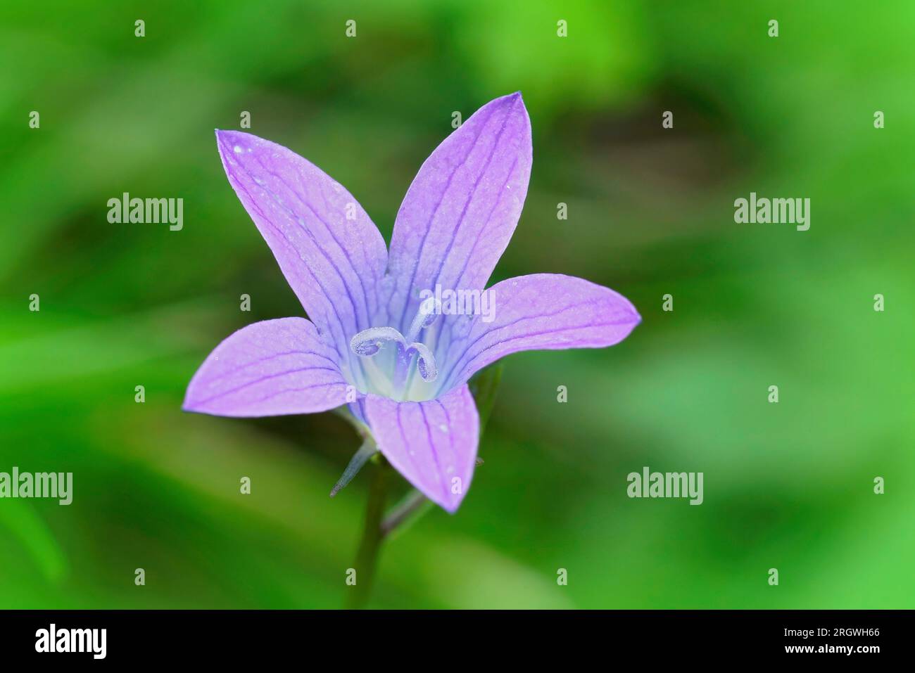 Natural colorful closeup on a flower of the spreading bellflower , Campanula patula against a green background Stock Photo