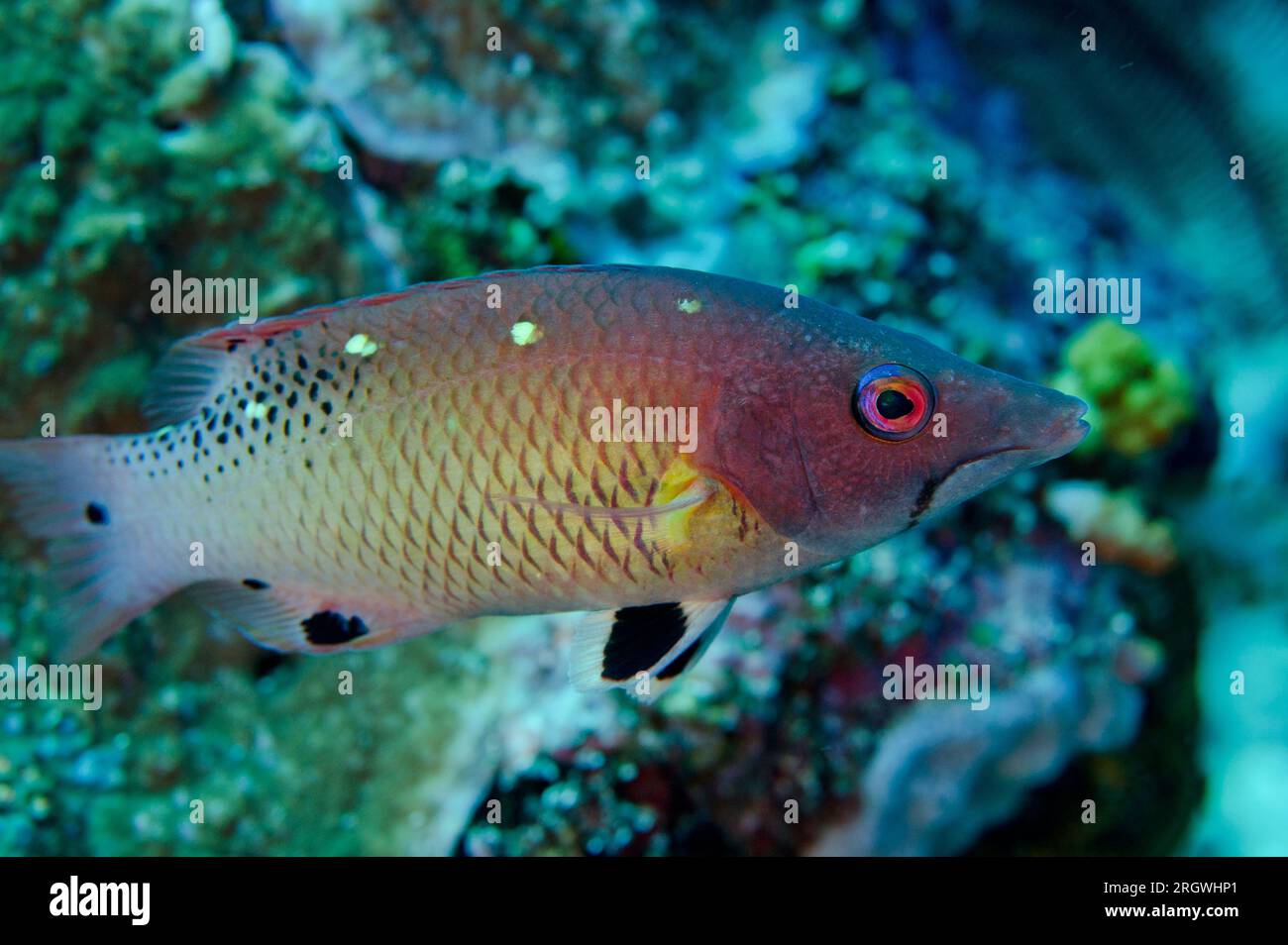 Redfin Hogfish, Bodianus dictynna, Crystal Rock dive site, Gili Lawa