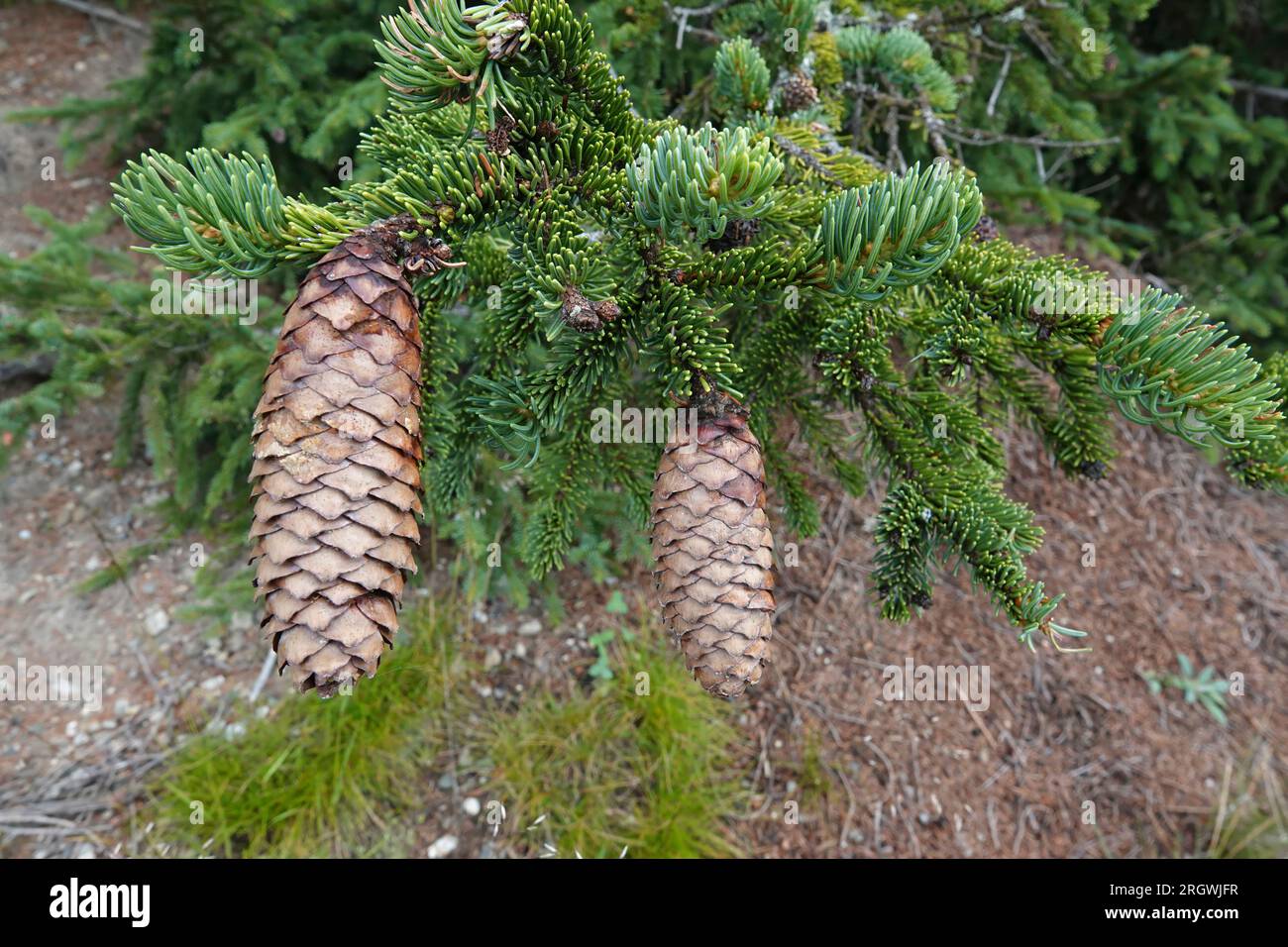 Natural closeup on the Norway or European spruce, Picea abies with it's typical large cones Stock Photo