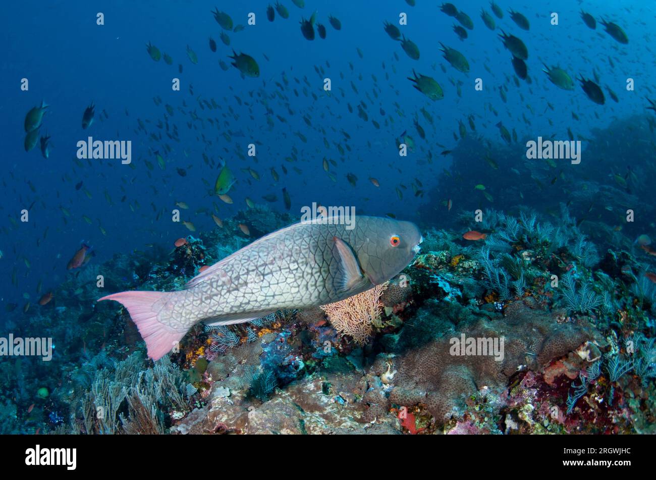 Ember Parrotfish, Scarus rubroviolaceus, with fish in background, Batu Bulong dive site, Tatawa Besar Island, between Komodo and Flores islands, Komod Stock Photo