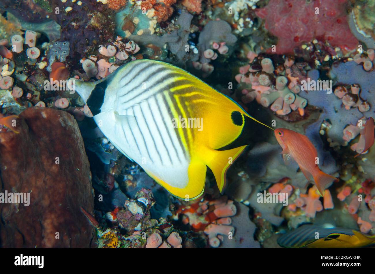 Threadfin Butterflyfish, Chaetodon auriga, by coral, Tatawa Kecil dive site, between Komodo and Flores islands, Komodo National Park, Indonesia Stock Photo