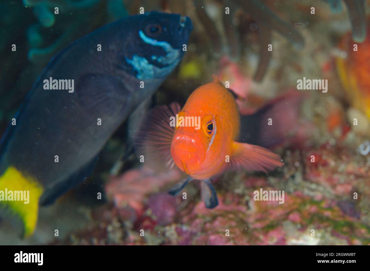 Mating pair of Fiery Dottybacks, Pseudochromis steenei, with female in background, Cannibal Rock dive site, Horseshoe Bay, Nusa Kode, south Rinca Isla Stock Photo