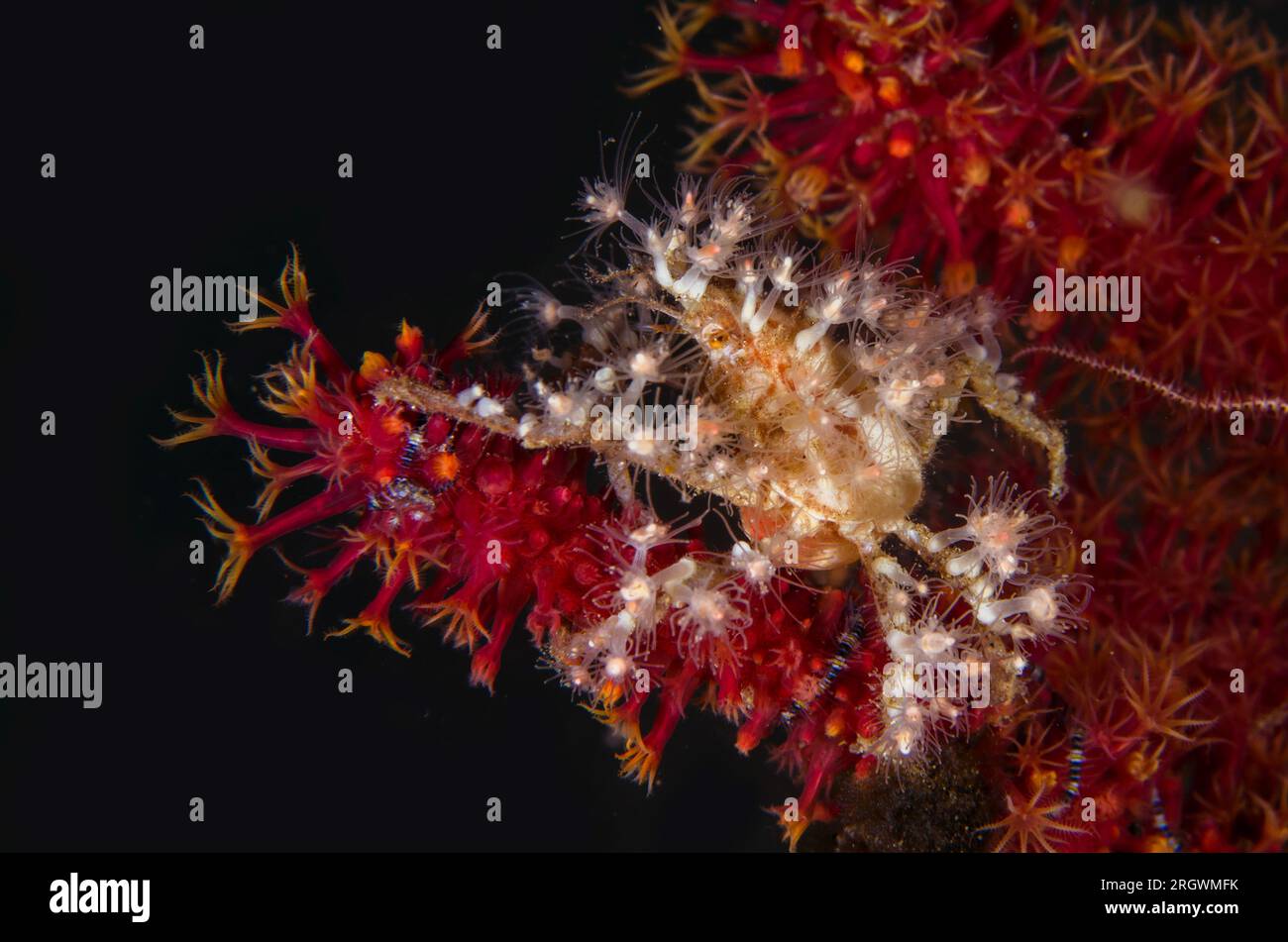 Electric Crab, Achaeus spinosus, with transplanted anemones for defence and camouflaged on coral with polyps, night dive, Torpedo Alley dive site, Hor Stock Photo