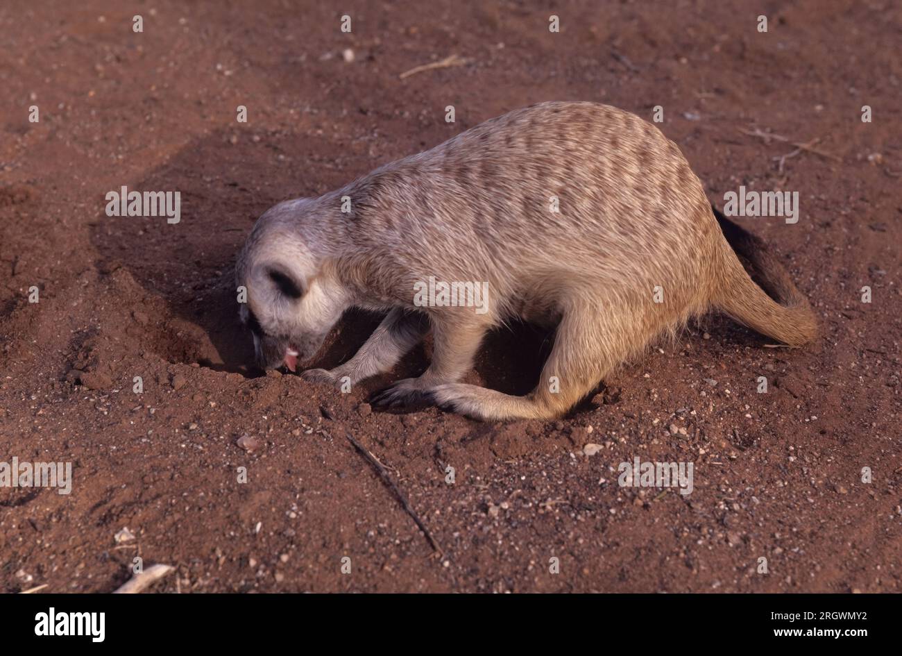 The meerkat (Suricata suricatta) or suricate is a small mongoose found in southern Africa. Stock Photo
