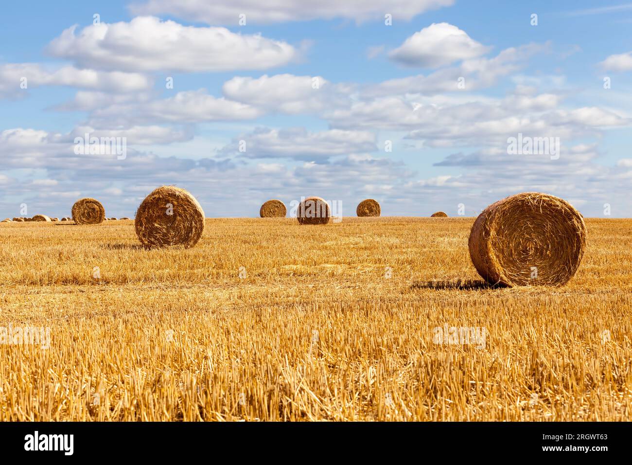an agricultural field on which straw stacks lie after harvesting rye ...