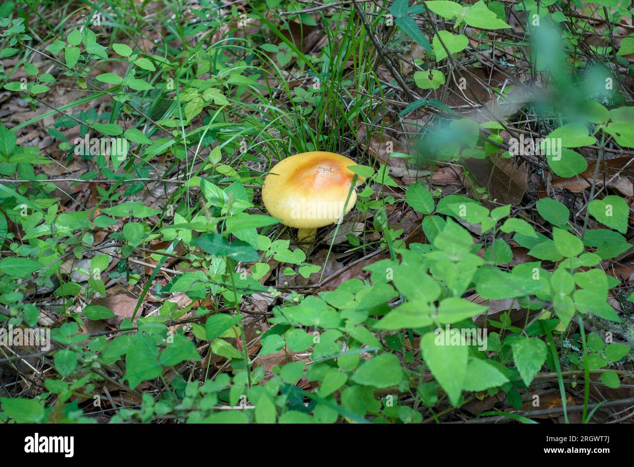 Edible mushroom in the middle of the forest. Stock Photo