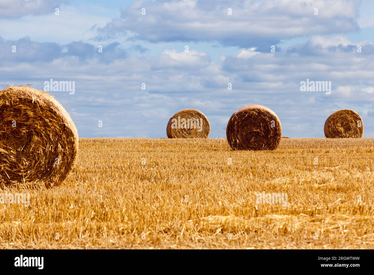 agricultural field with stacks of rye straw, stacks of rye straw left