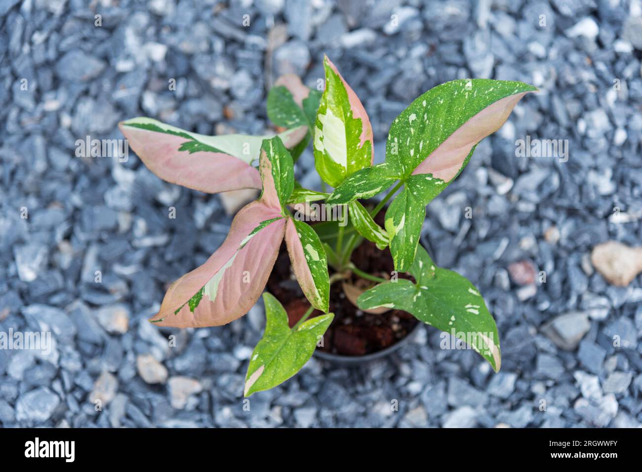 syngonium red spot tricolor in the pot Stock Photo - Alamy