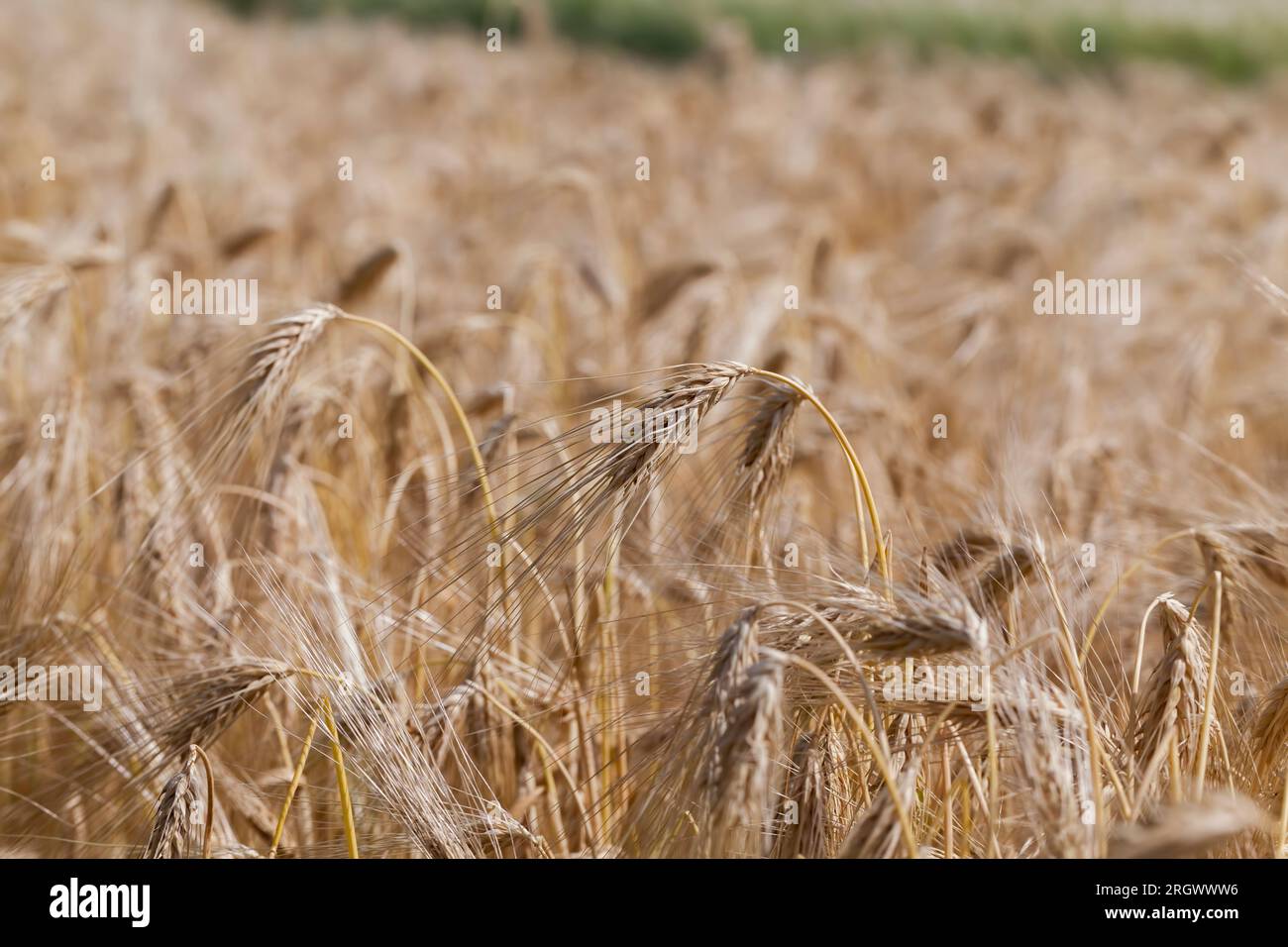 Ripe Rye Color the color change of cereal rye to yellow orange during maturation ...