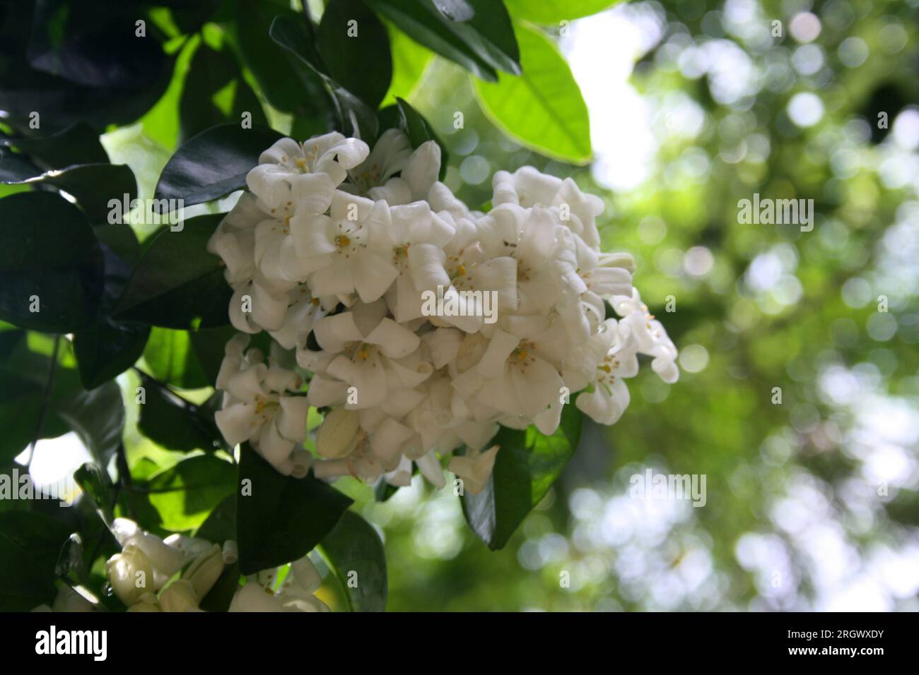 Orange jasmine (Murraya paniculata) shrub in bloom : (pix Sanjiv Shukla) Stock Photo