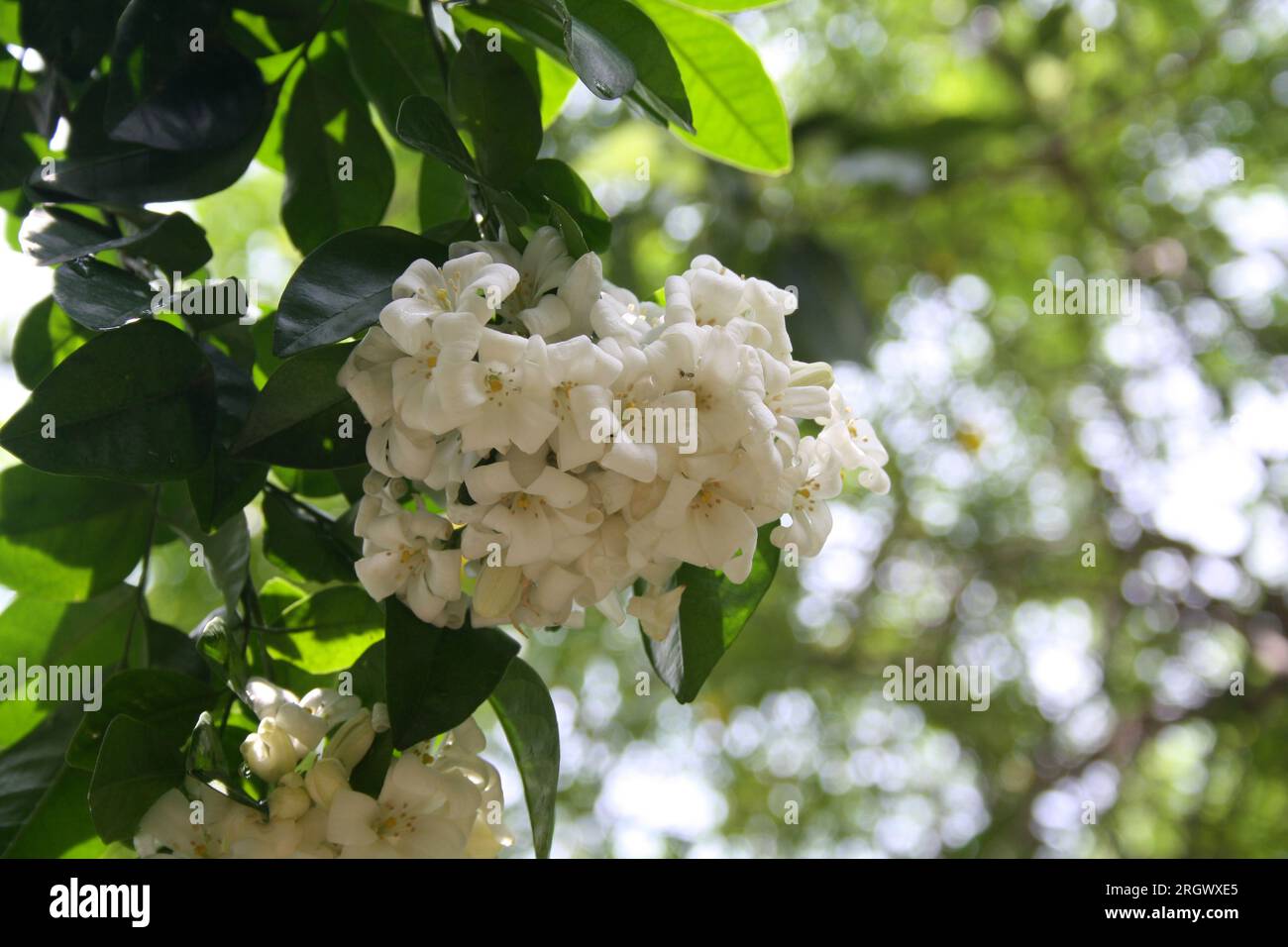 Orange jasmine (Murraya paniculata) shrub in bloom : (pix Sanjiv Shukla) Stock Photo