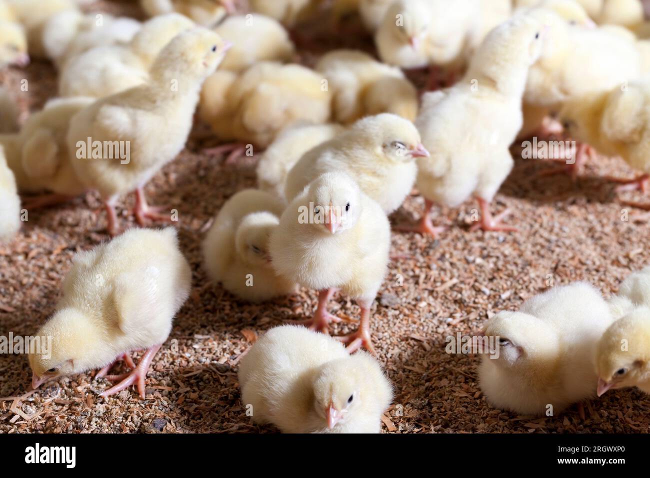 chicks of genetically improved chicken in a conventional poultry farm, where broiler chicken is raised for meat and other poultry products, young chic Stock Photo