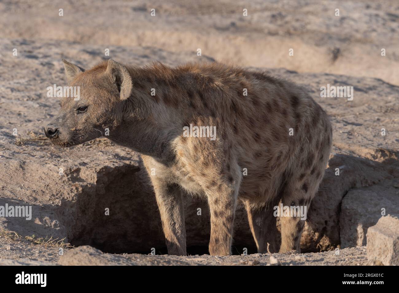 Spotted  hyena, Crocuta crocuta, Hyaenidae,  Amboseli National Park, Kenya, Africa Stock Photo