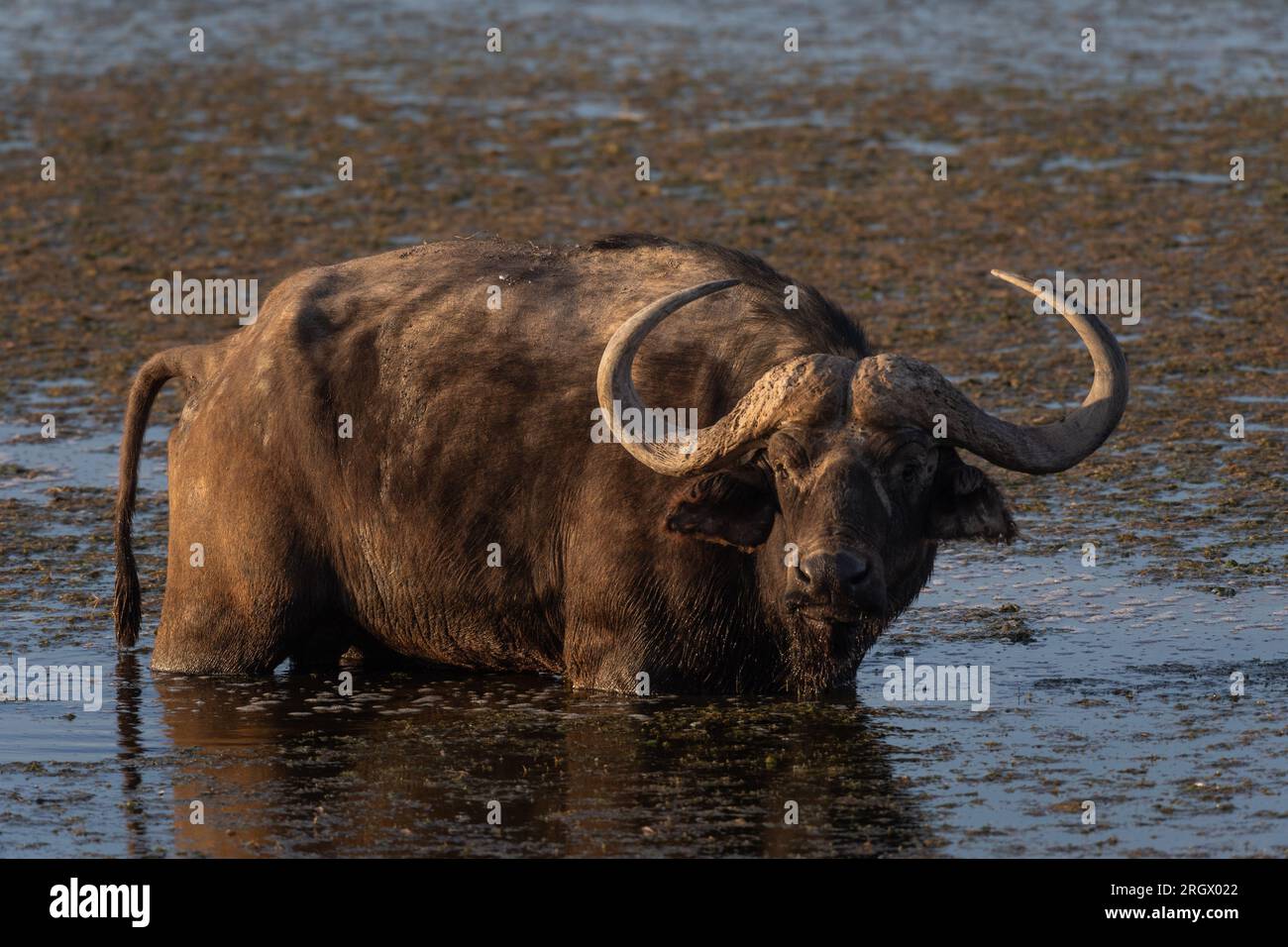 African buffalo, Sincerus caffer, Bovidae, Amboseli National Park, Kenya, Africa Stock Photo