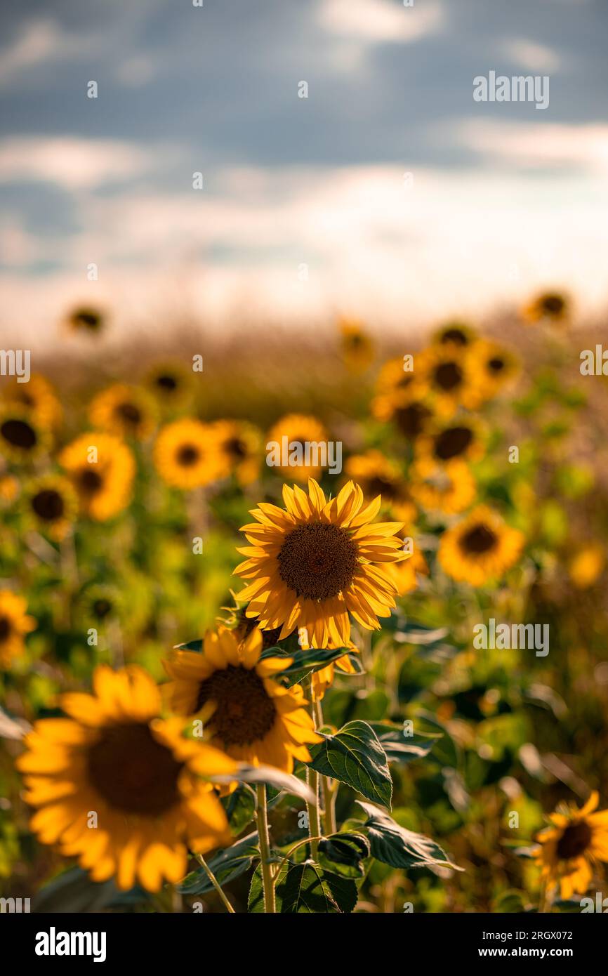 Sunset over a field of sunflowers. A sunflower in focus and sunset ...