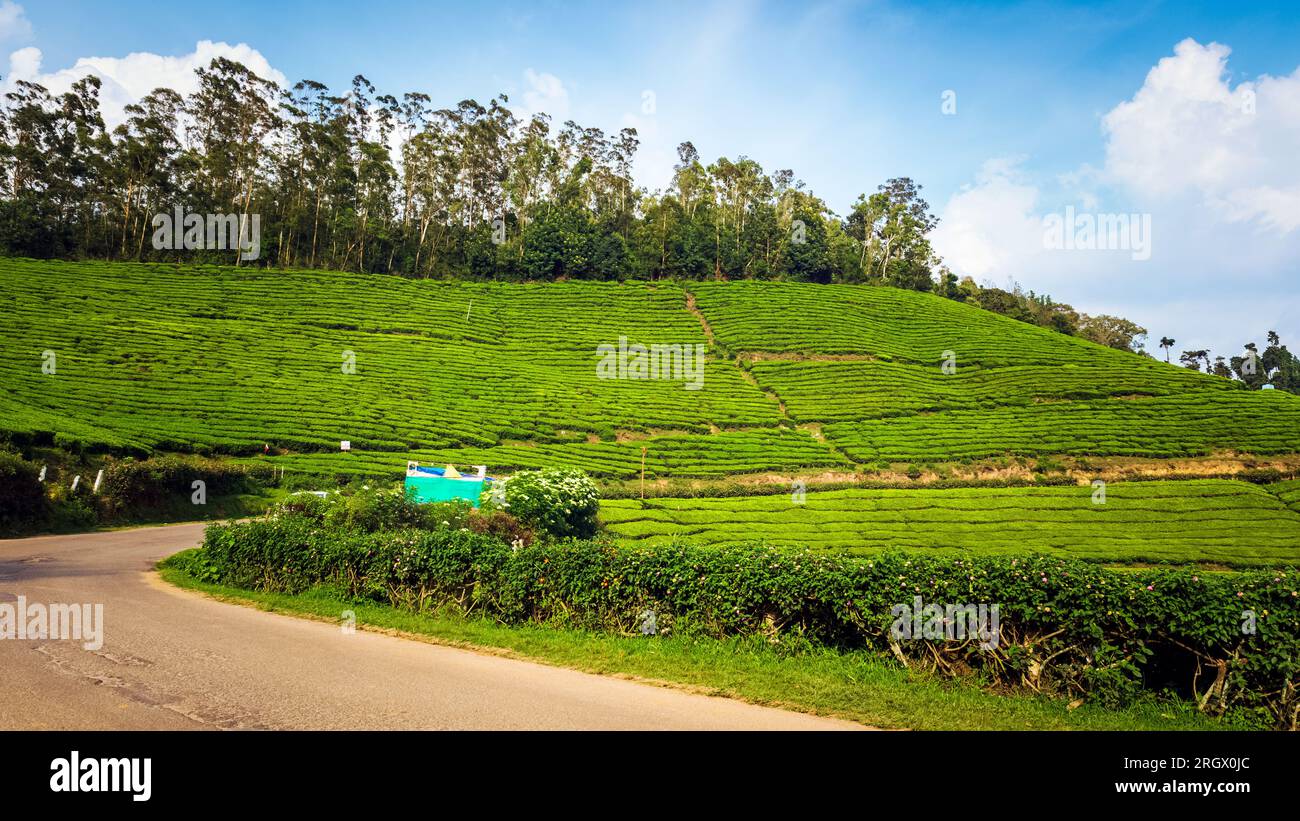 Tea plantations in Munnar, Kerala, India Stock Photo