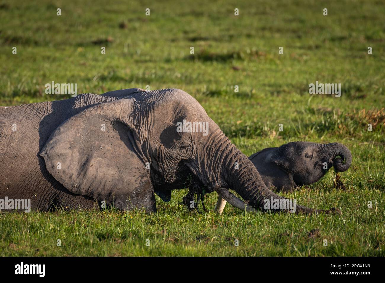 African elephant, Loxodonta africana,  Elephantidae, Amboseli National Park, Kenya, Africa Stock Photo