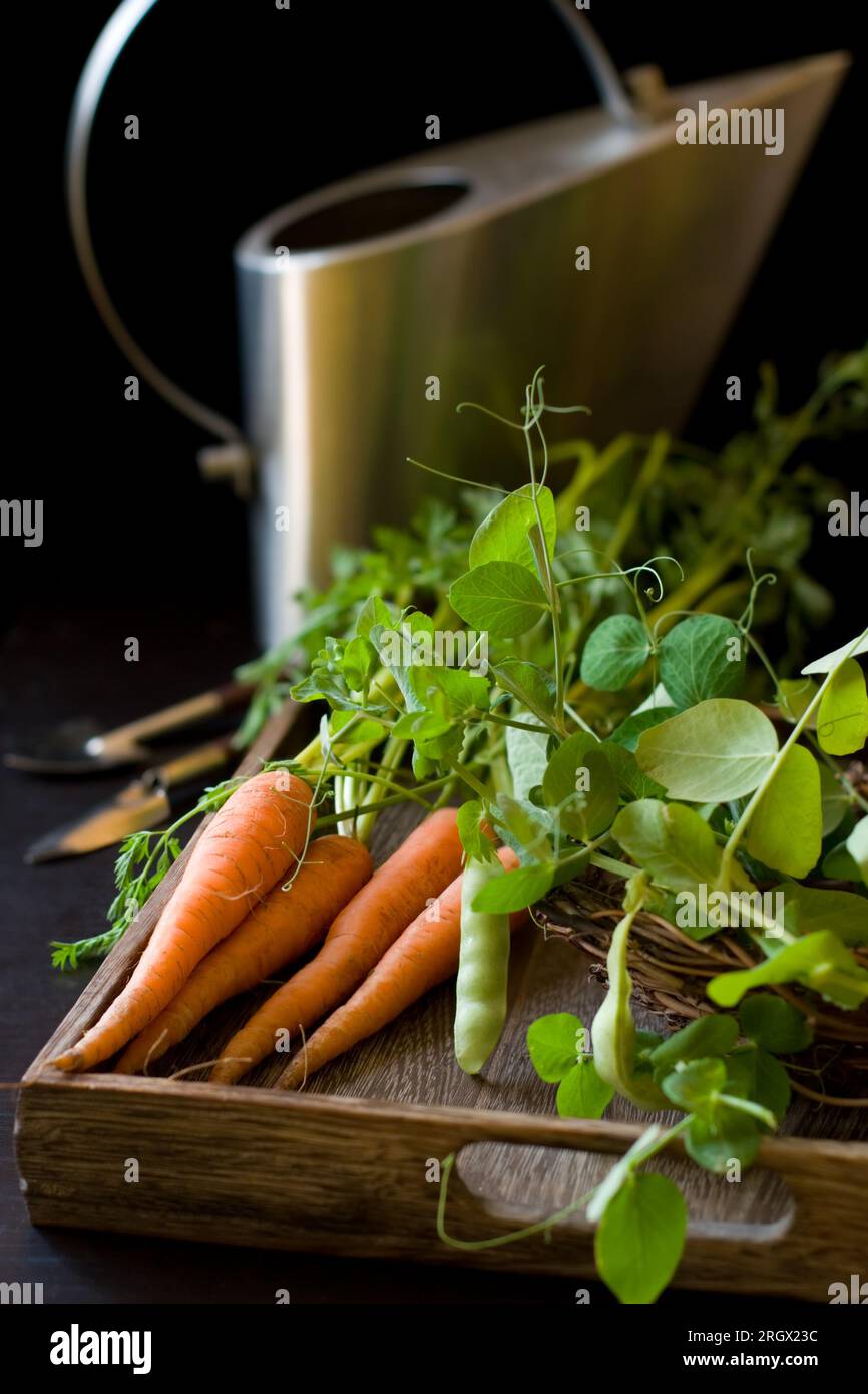 fresh organic carrots,green pea and garden tools Stock Photo