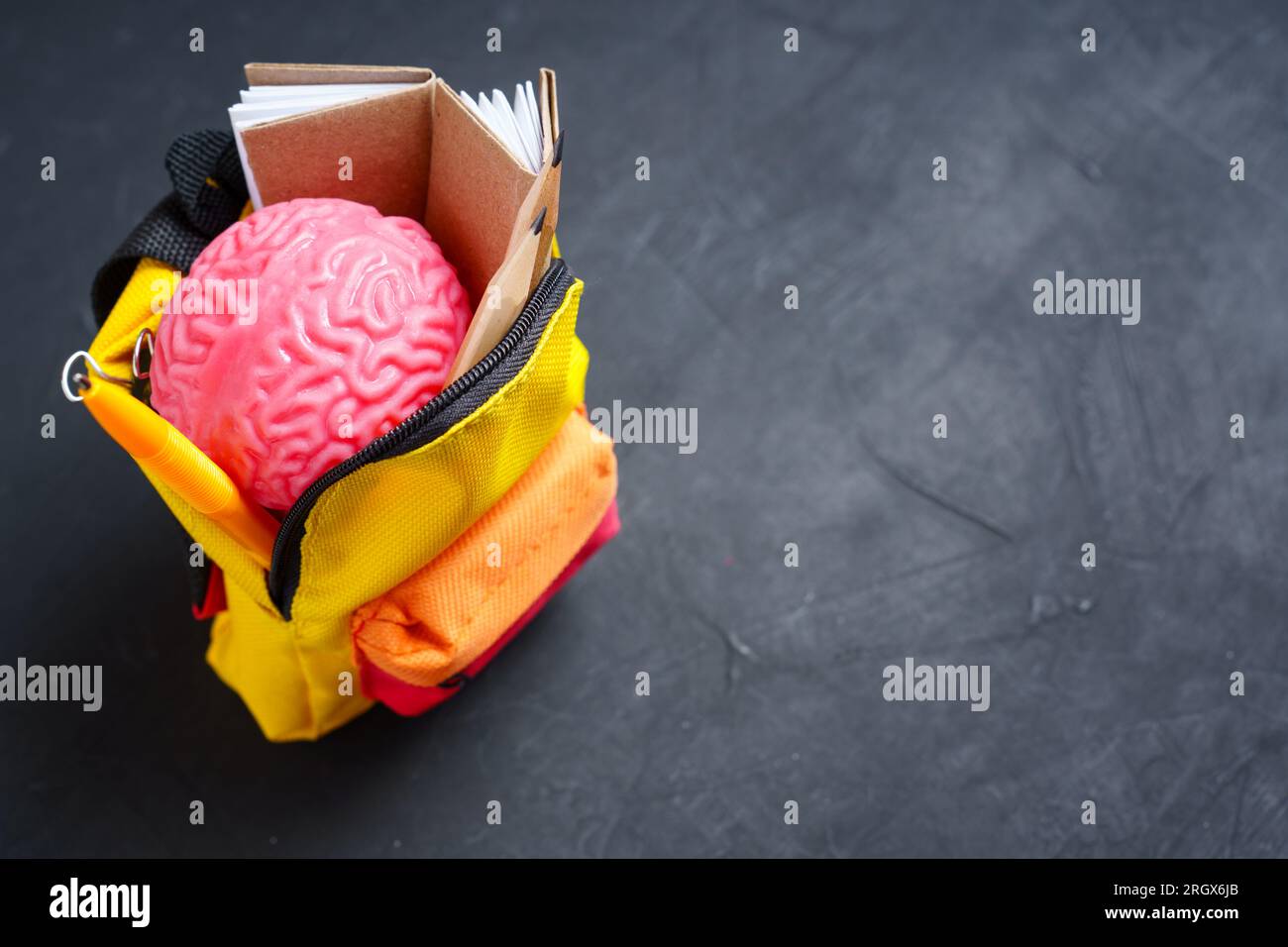 Soft and pliable human brain model, books and pencils set inside a