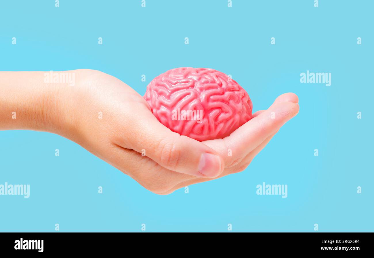 Gently cradled in a hand, a soft and pliable human brain model is