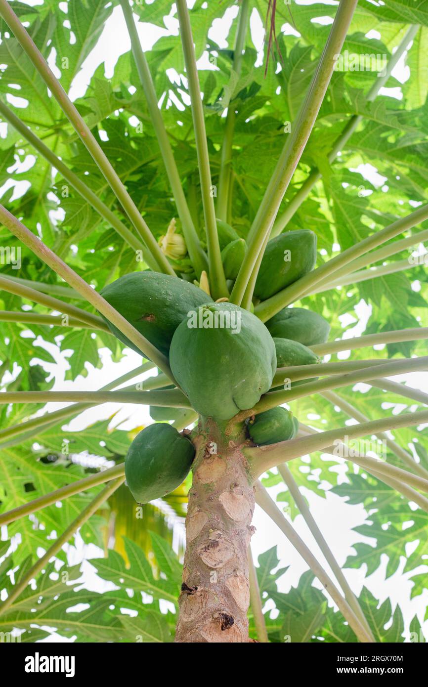 Green papaya tree with ripening fruits in the rainforest. Growing